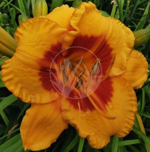 Fooled Me IMG_20200706_101716 upr